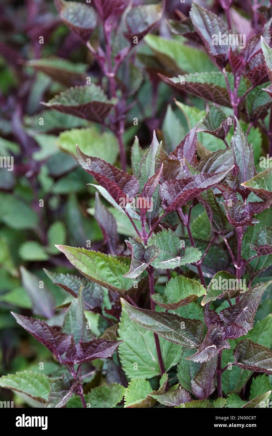 Ageratina altissima Chocolate, boneset Chocolate, herbaceous perennial chocolate-brown tinged leaves Stock Photo