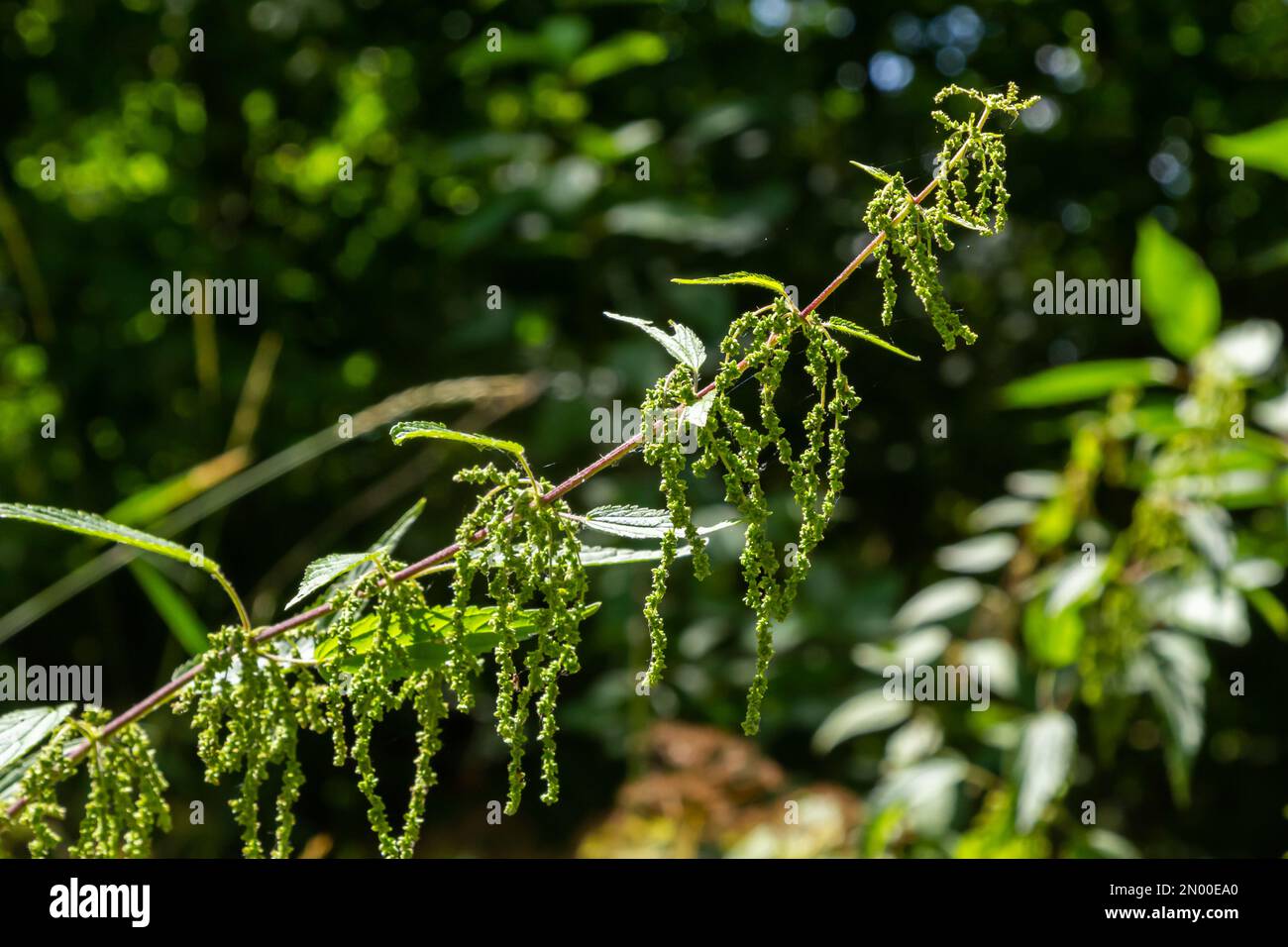 The nettle dioecious Urtica dioica with green leaves grows in natural ...