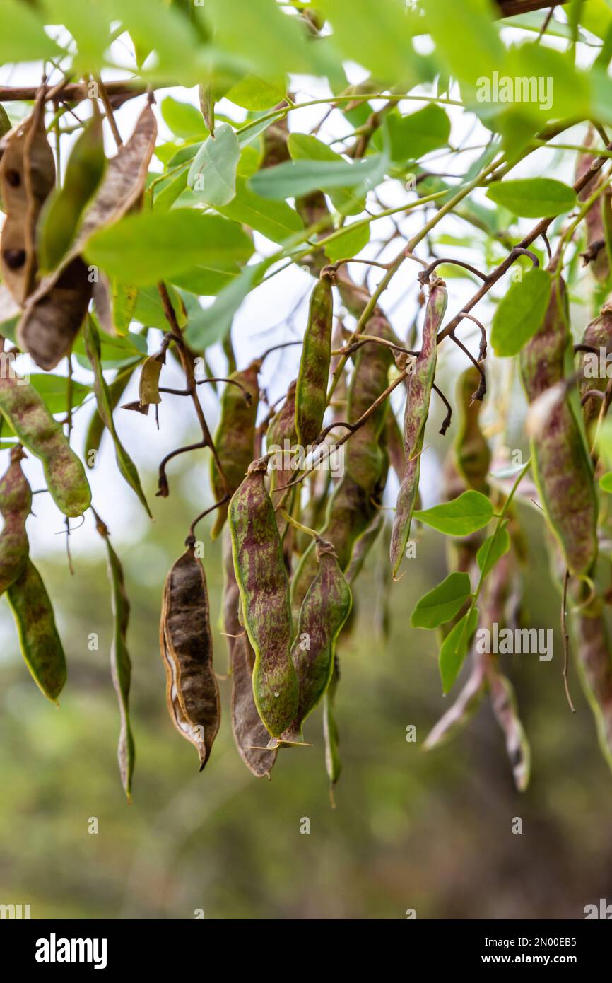 Robinia pseudoacacia ripe seed fruit on twig closeup selective focus ...