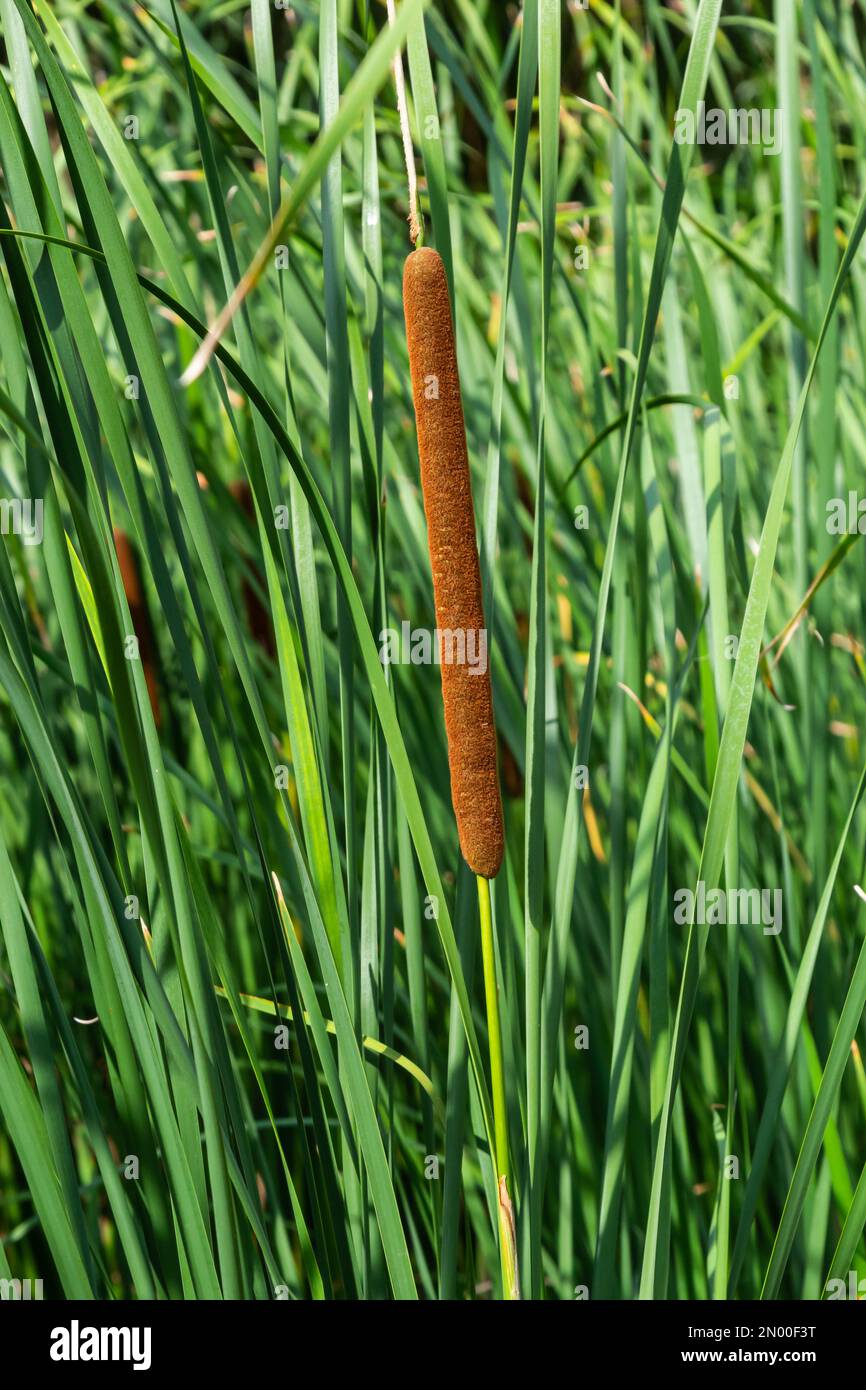 Typha Angustifolia Close Up Of Cattail Water Plant Stock Photo Alamy