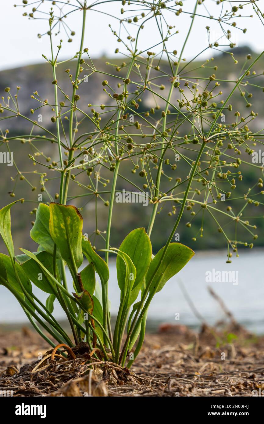 flowers of European water plantain, Alisma plantago aquatica, Stock Photo