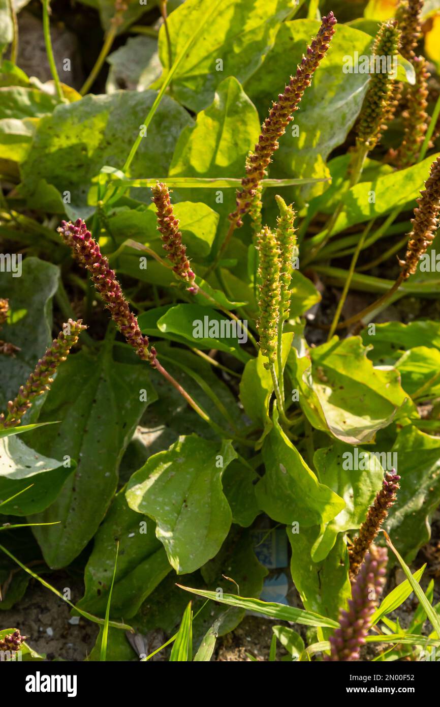Plantain flowering plant on sandy soil. Plantago major broadleaf plantain, white man's foot or greater plantain. Stock Photo
