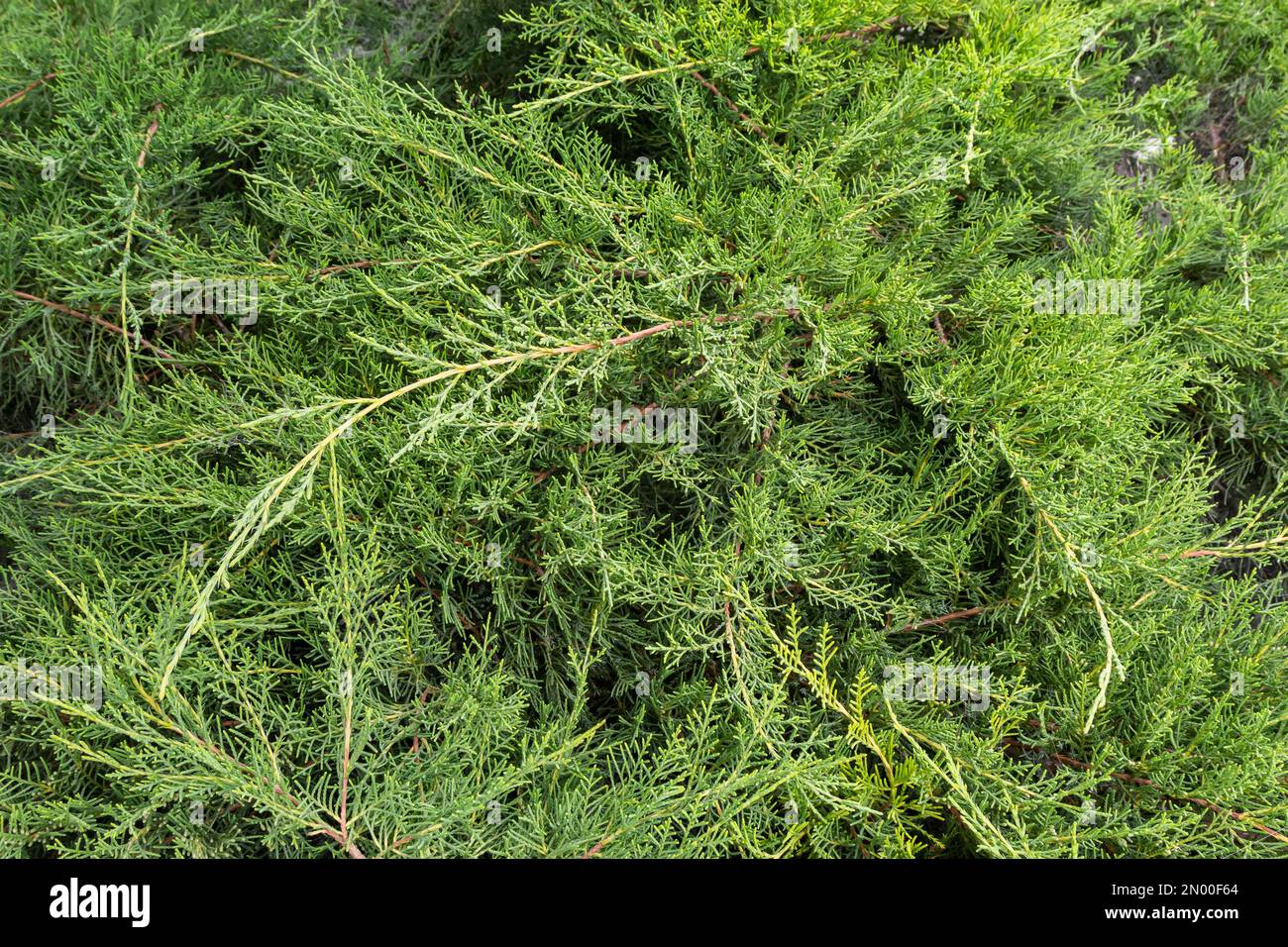 The juniper bush closeup. Background with juniper branches growing in