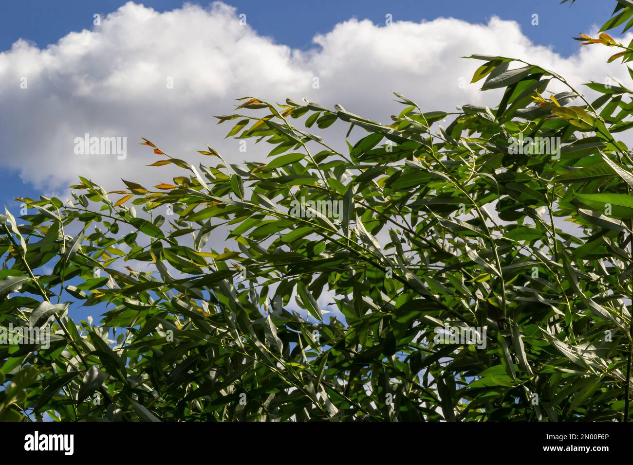 Willow leaves with hi-res stock photography and images - Alamy