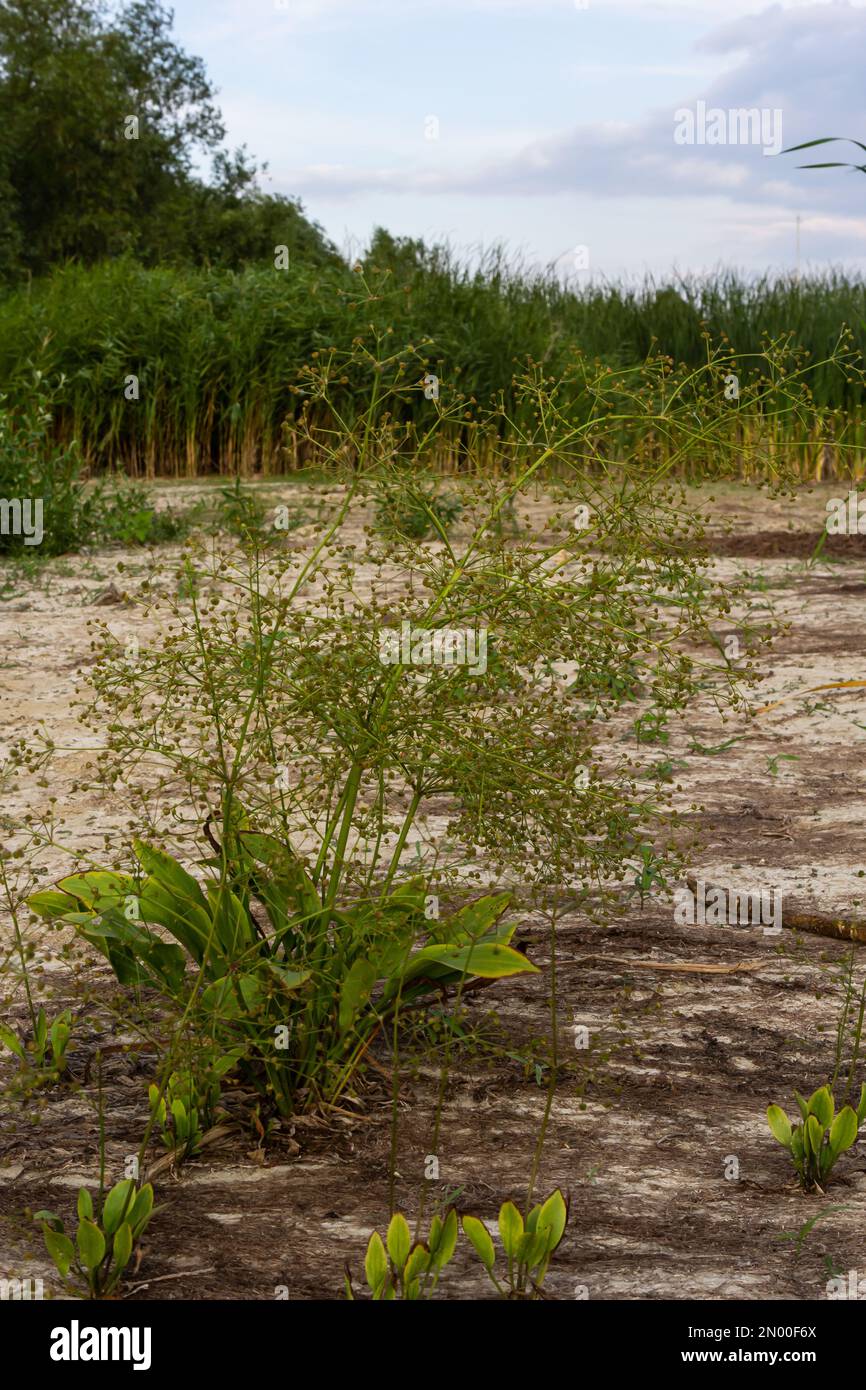 flowers of European water plantain, Alisma plantago aquatica, Stock Photo