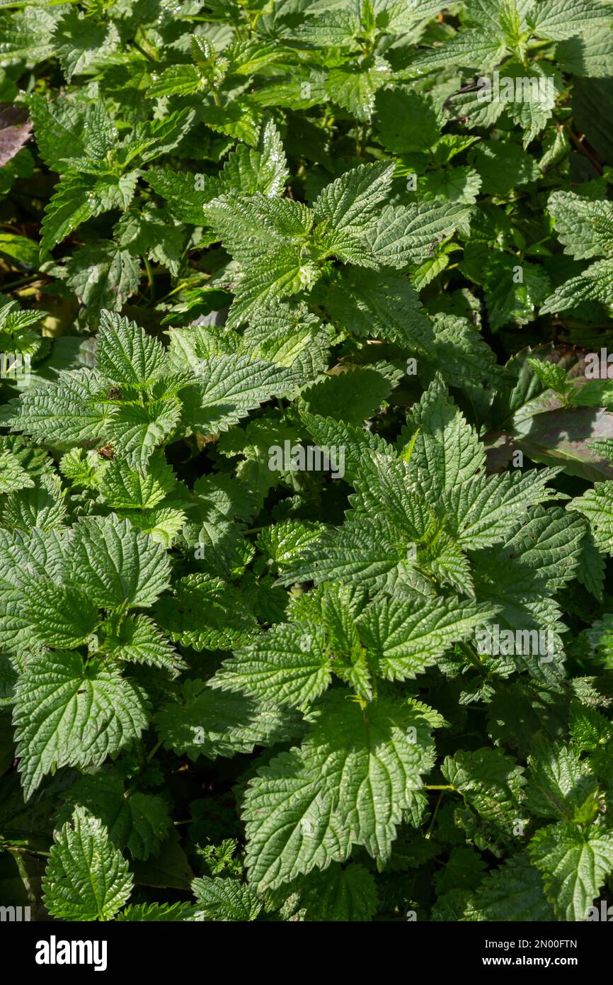 The nettle dioecious Urtica dioica with green leaves grows in natural ...