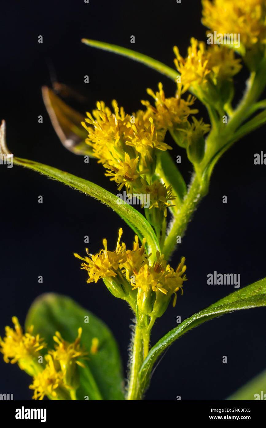 Yellow panicles of Solidago flowers in August. Solidago canadensis, known as Canada goldenrod or Canadian goldenrod, is an herbaceous perennial plant Stock Photo