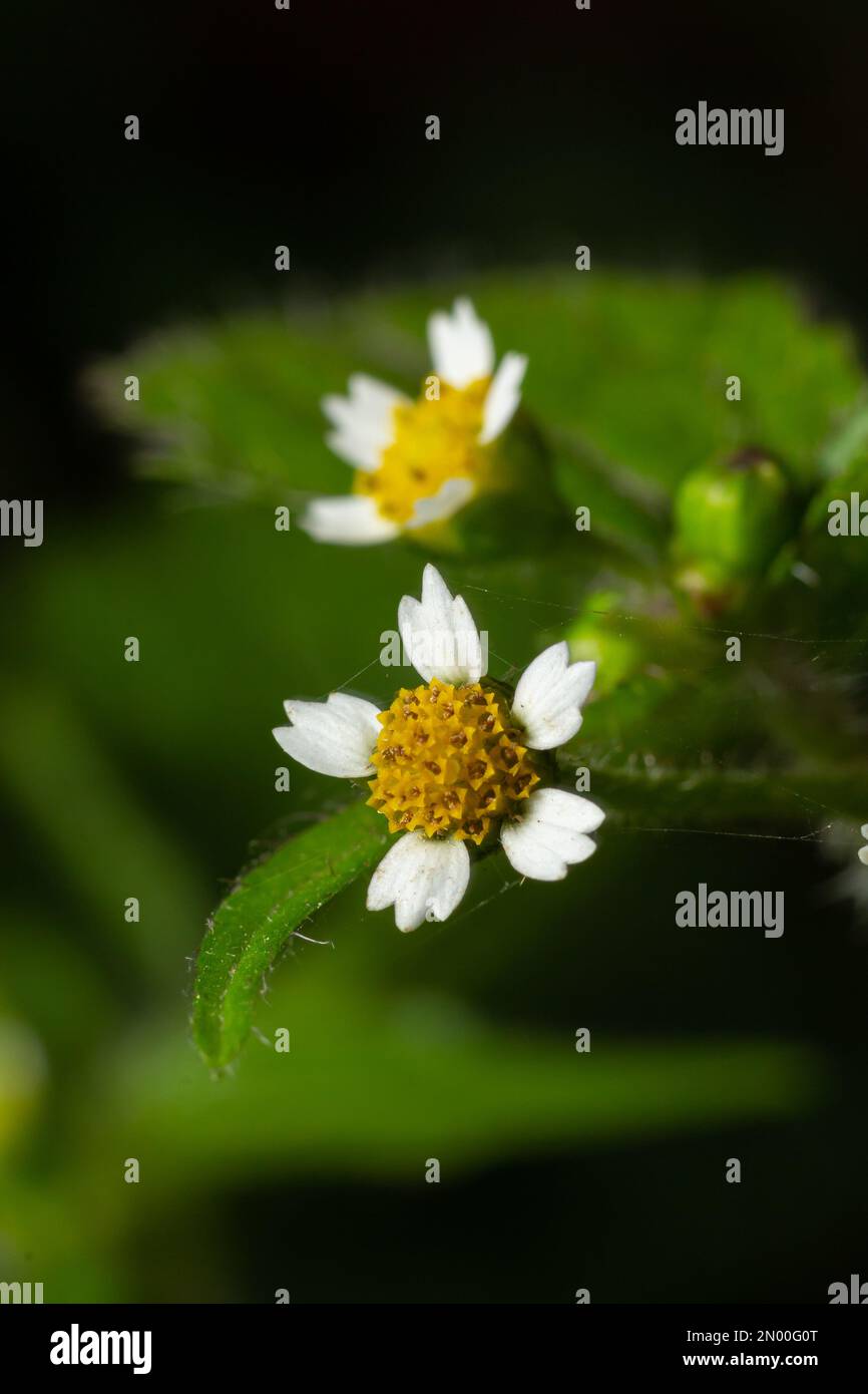 Galinsoga quadriradiata, Galinsoga ciliata shaggy soldier, Peruvian daisy, hairy galinsoga, fringed quickweed. Stock Photo