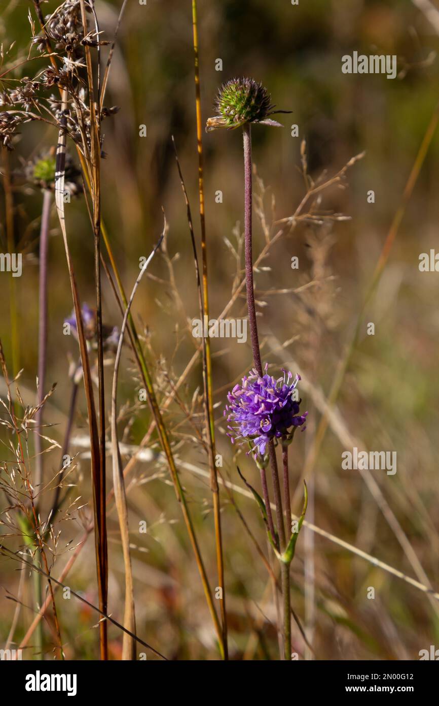 Succisa pratensis, Succisa pratensis, Devil's-Bit Scabious, Dipsacaceae. A wild plant shot in the fall. Stock Photo