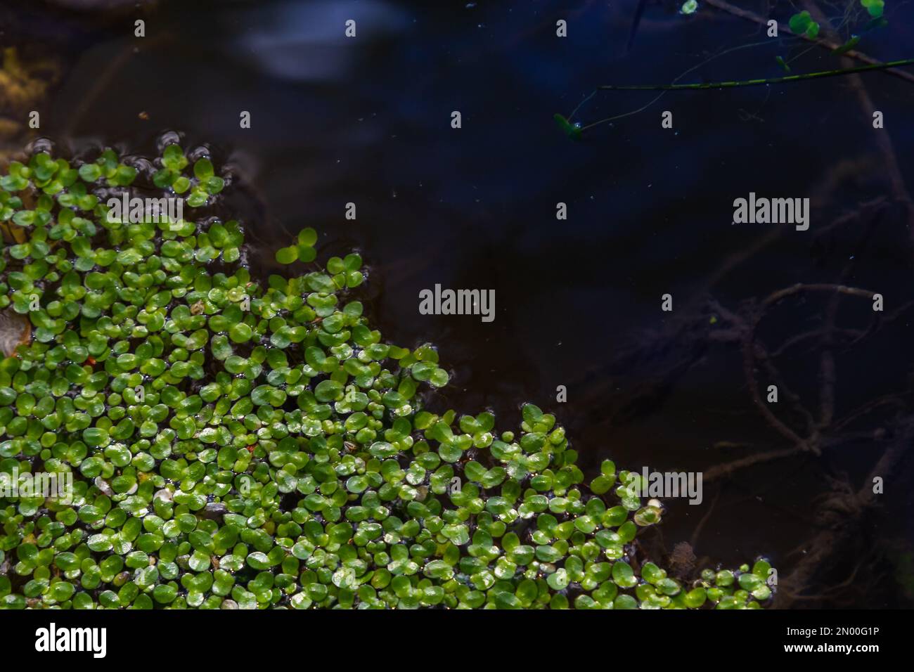 Duckweed, Natural Green Duckweed on The water for background or texture. Stock Photo