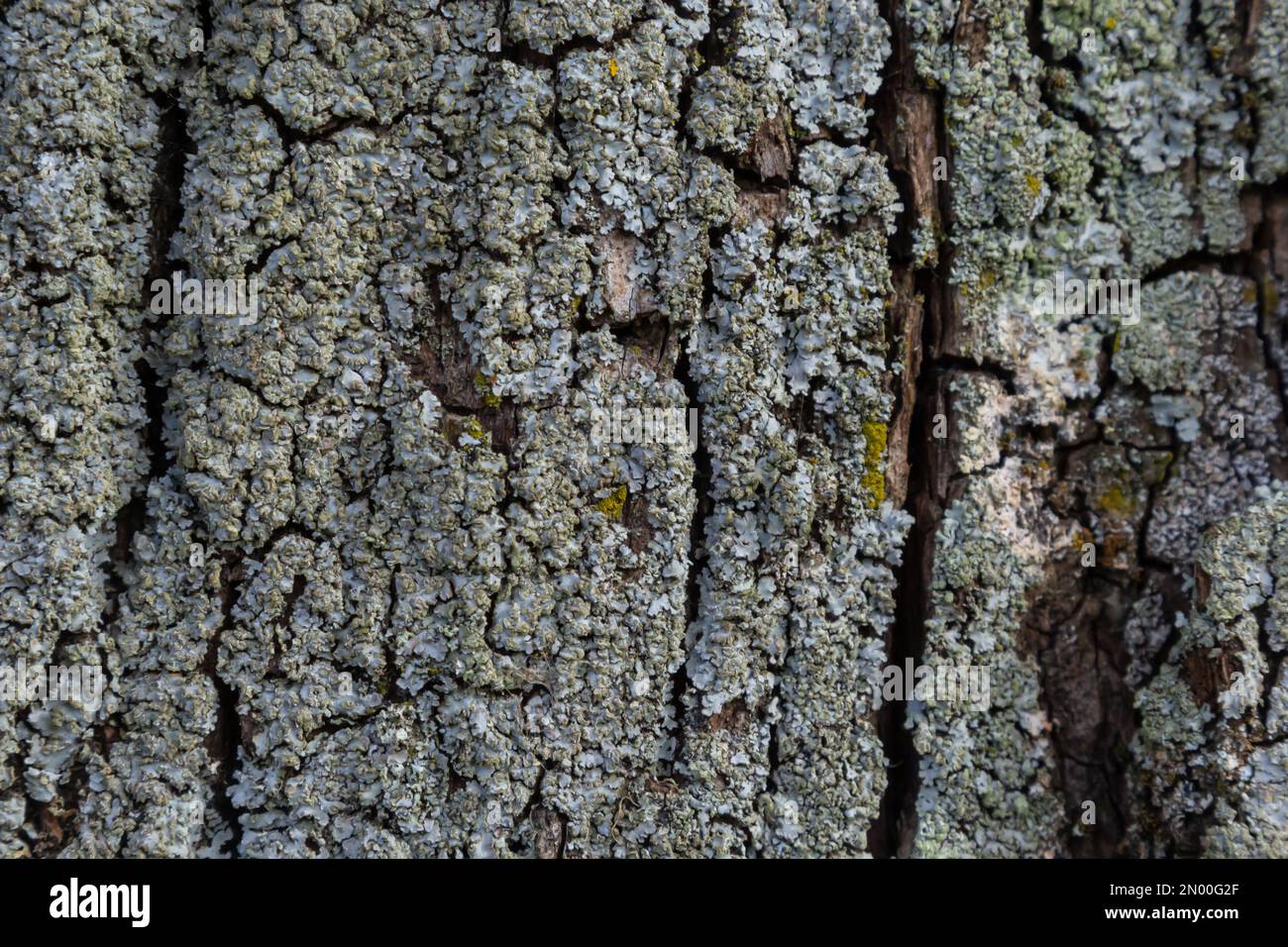 Close-up shot. Greenshield foliose white tube bone pillow lichen Parmeliaceae family Hypogymnia Physodes growing on bark coniferous tree in forest. Sy Stock Photo