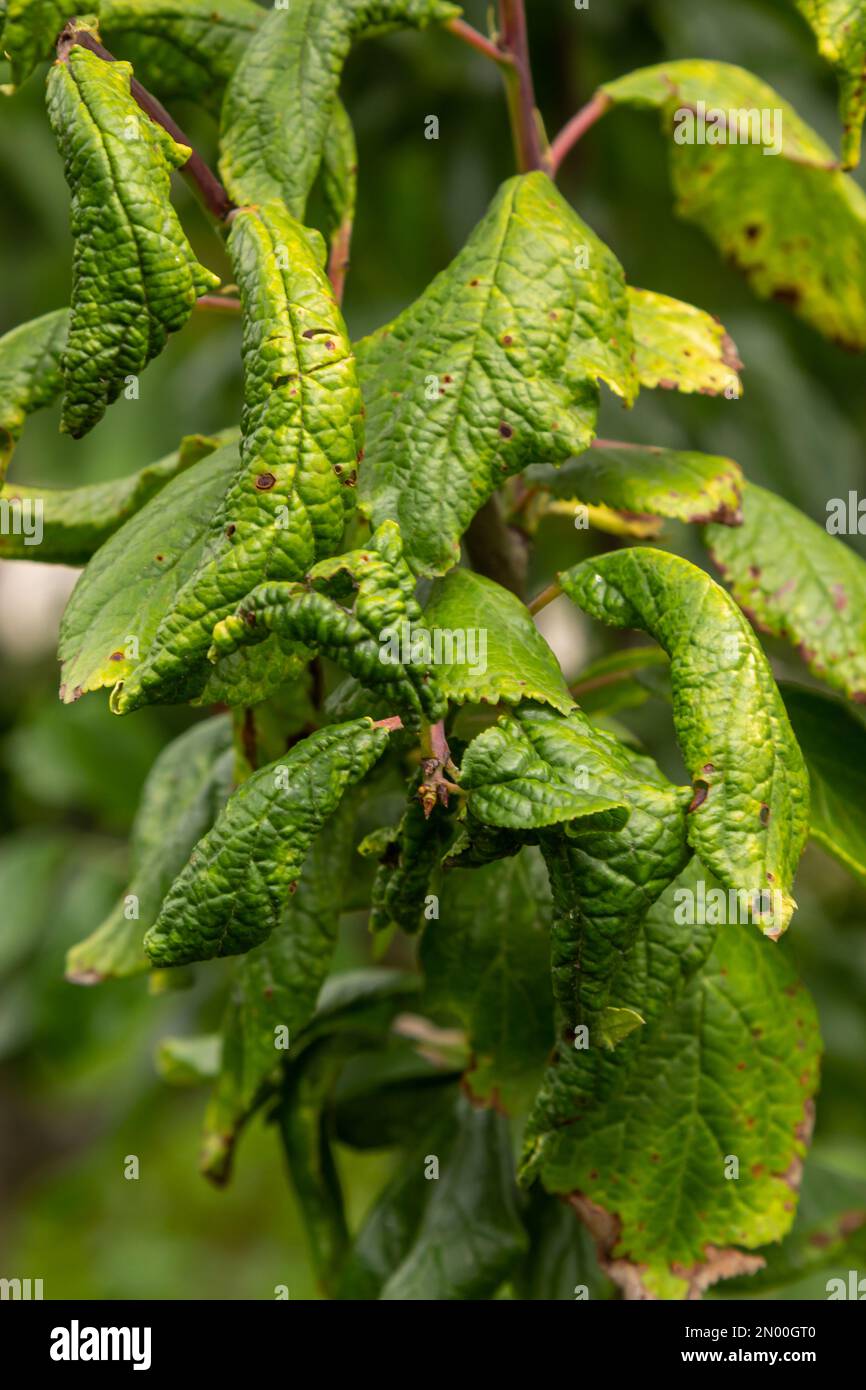 Plum branch with wrinkled leaves affected by black aphid and spider net
