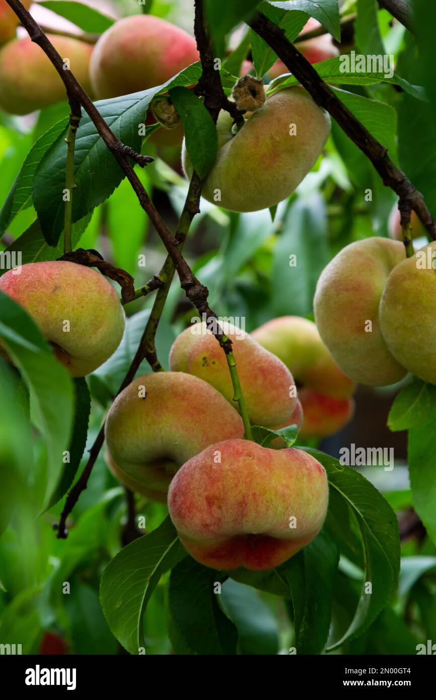 Branches with donut peaches and green leaves. Peach tree Stock Photo