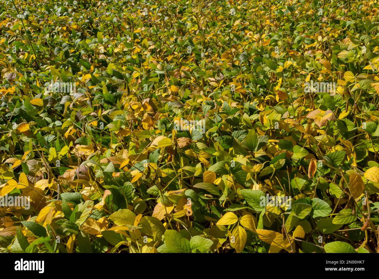 soybean shell in the soybean field. yellow and brown pods. Productivity