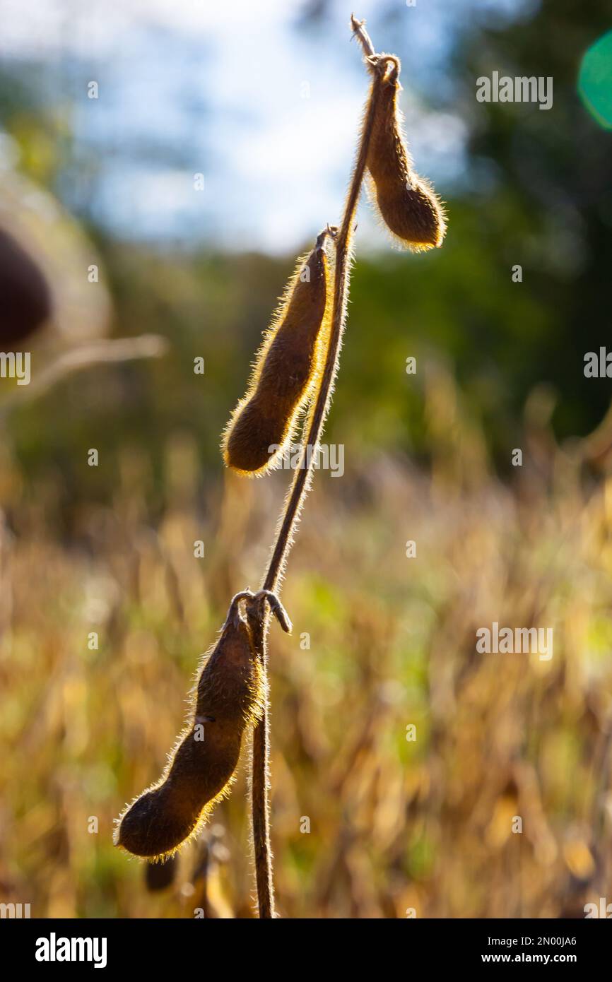 Soybeans pod macro. Harvest of soy beans agriculture legumes plant. Soybean field dry soyas