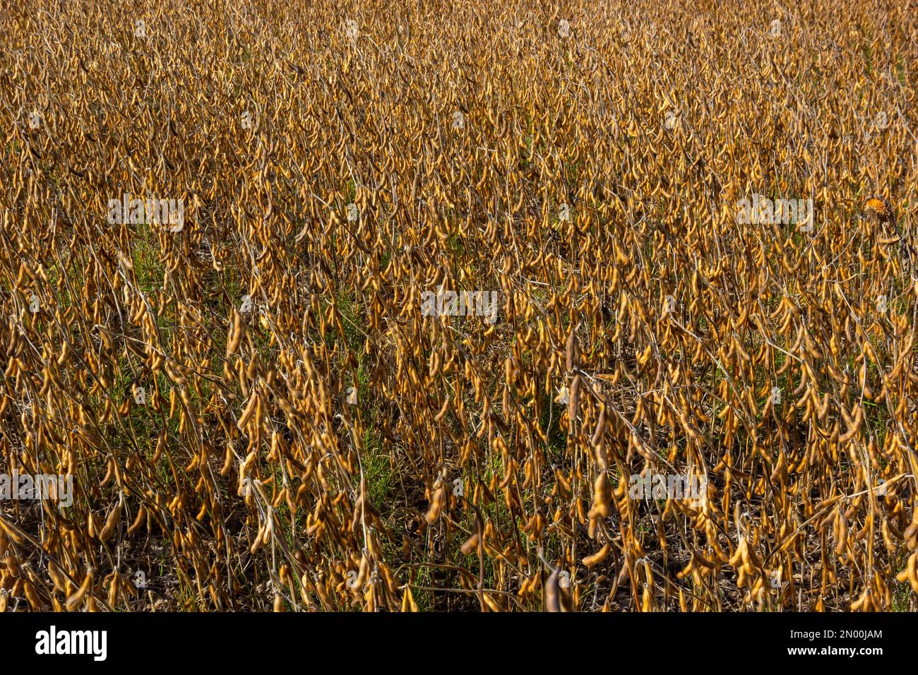Soybeans pod macro. Harvest of soy beans agriculture legumes plant