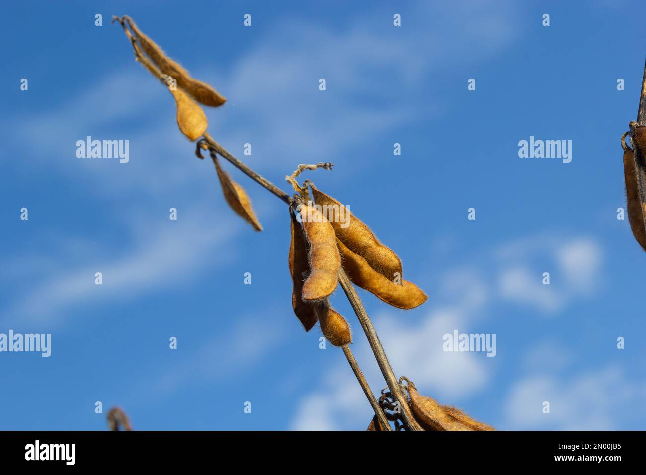 Soybeans pod macro. Harvest of soy beans agriculture legumes plant
