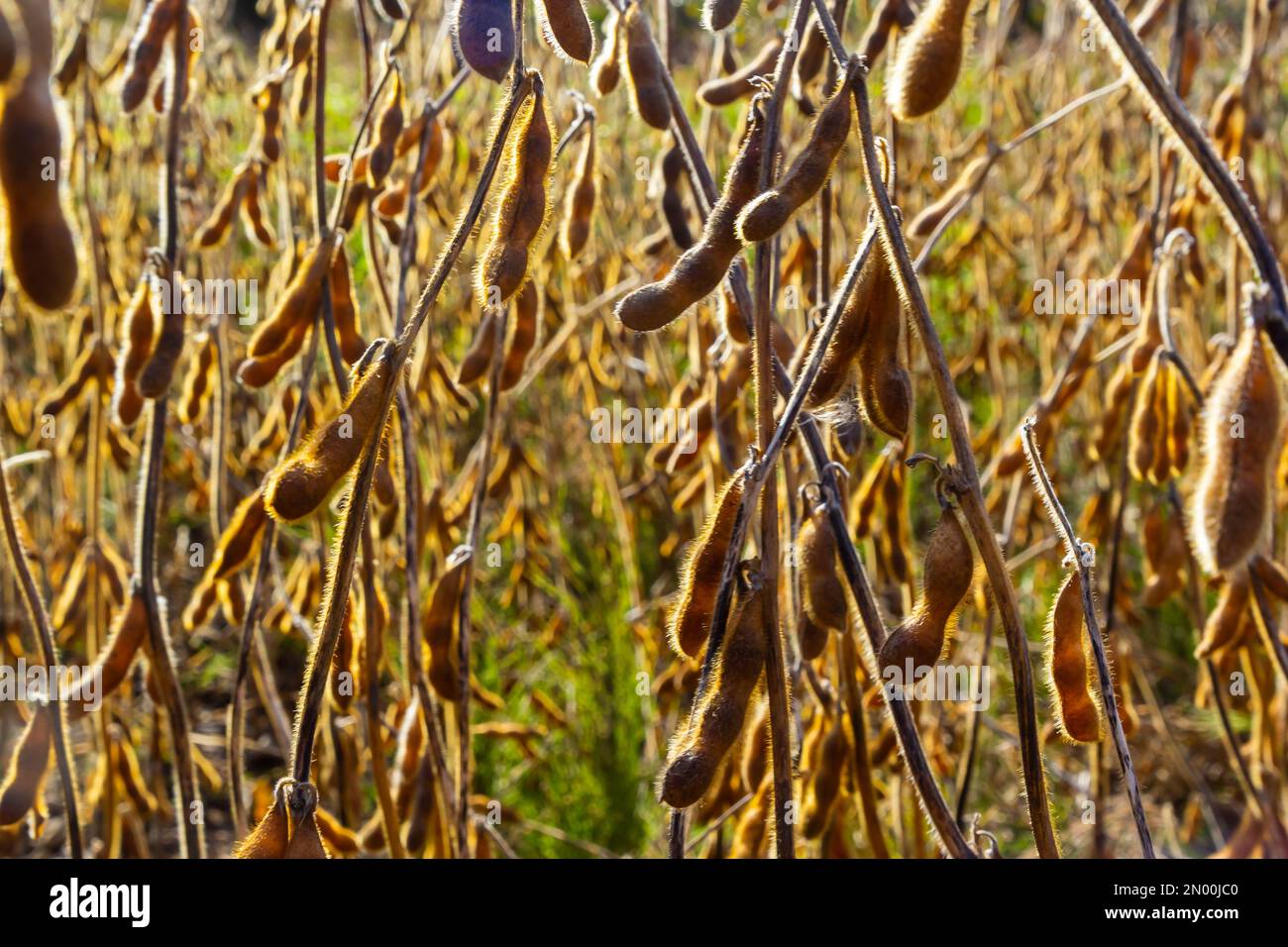 Soybeans pod macro. Harvest of soy beans agriculture legumes plant. Soybean field dry soyas