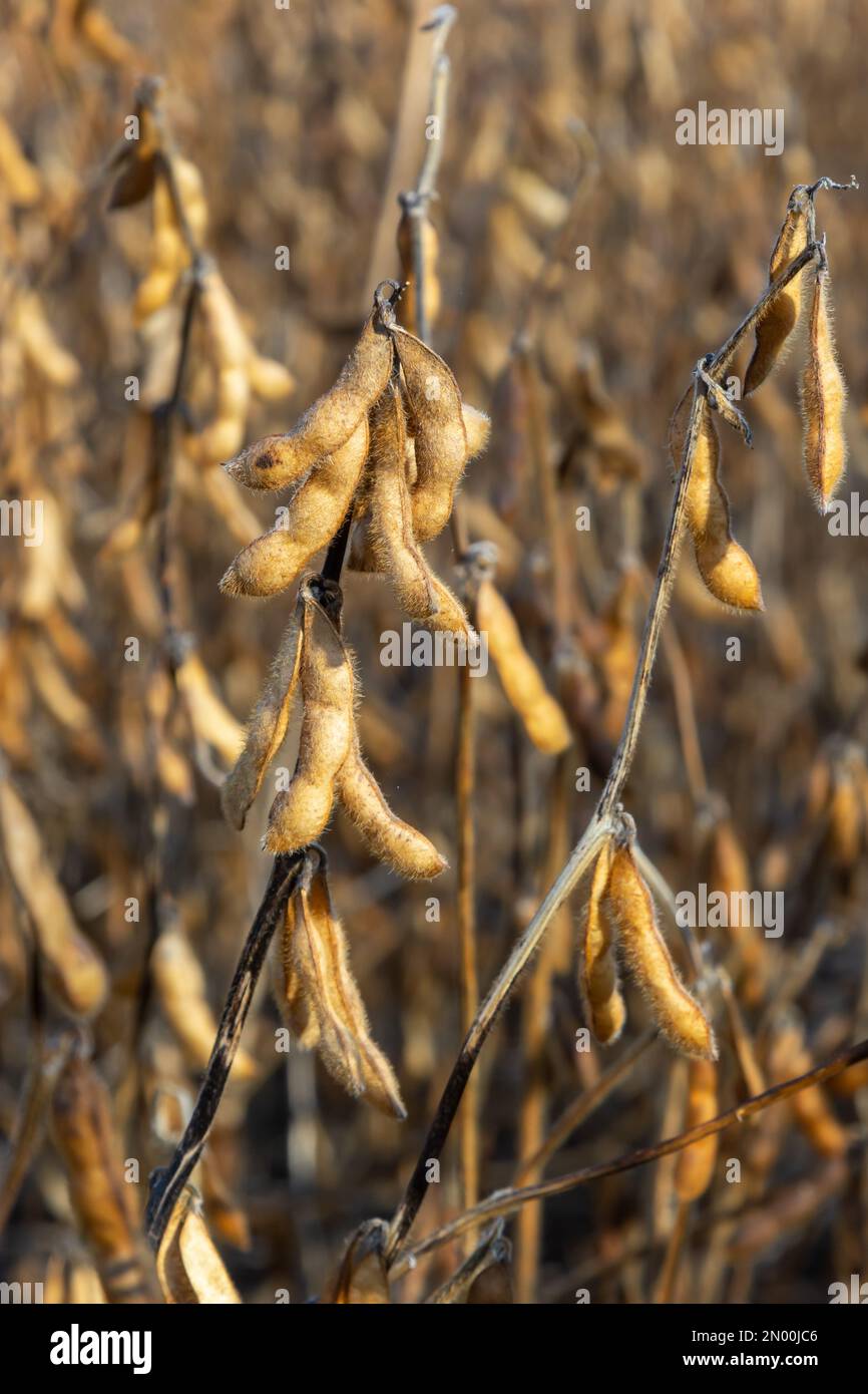 Soybean fields. Ripe goldenyellow soybean pods at sunset. Soybean
