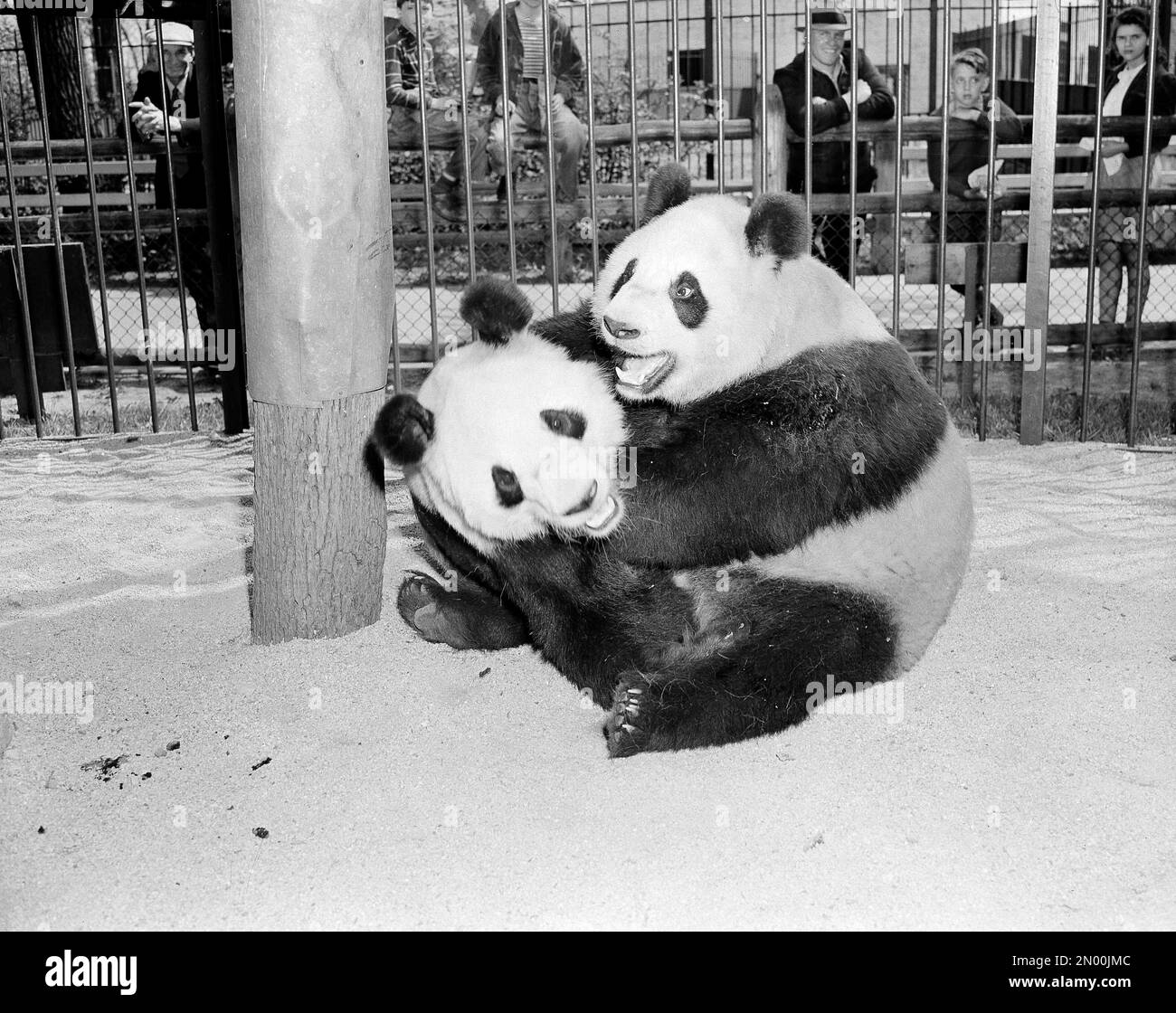 Warm spring breezes prompted officials of Chicago's Brookfield Zoo to ...