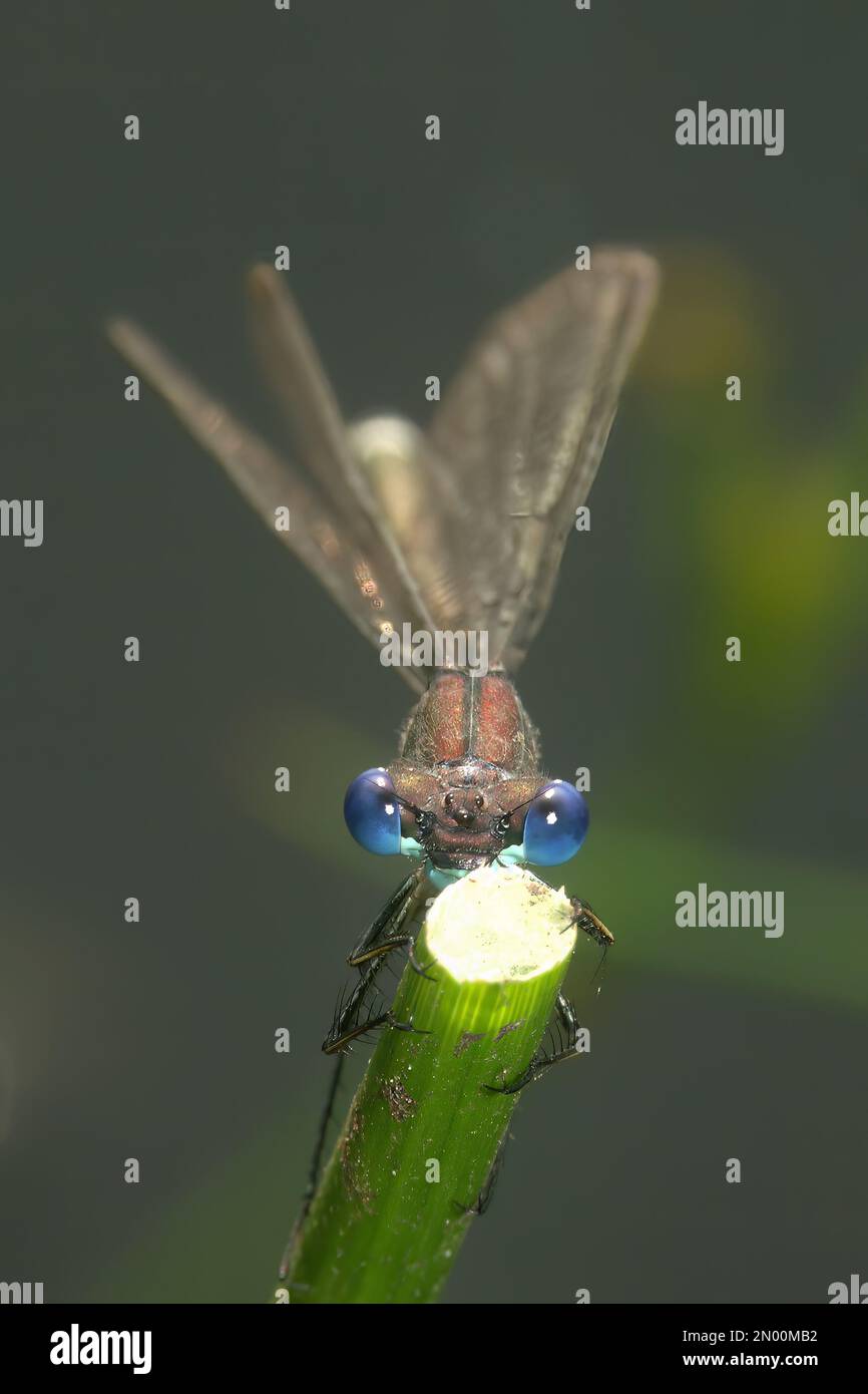 Natural frontal closeup on a blue-eyed male Emerald damselfly or Common ...