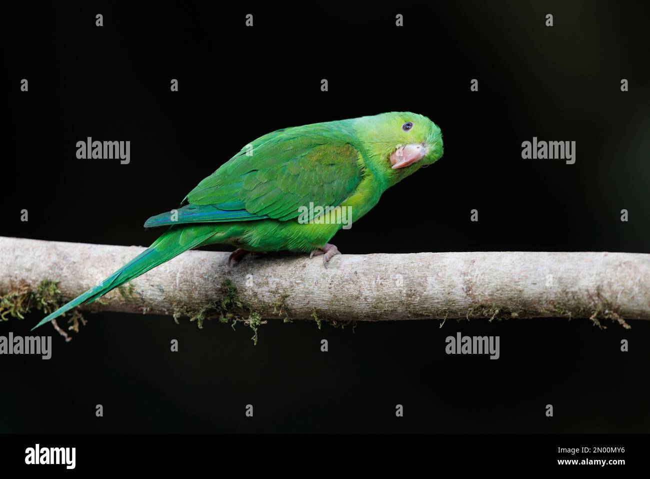 Plain parakeet, Trilha dos Tucanos, Tapirai, SP, Brazil, May 2019 Stock Photo