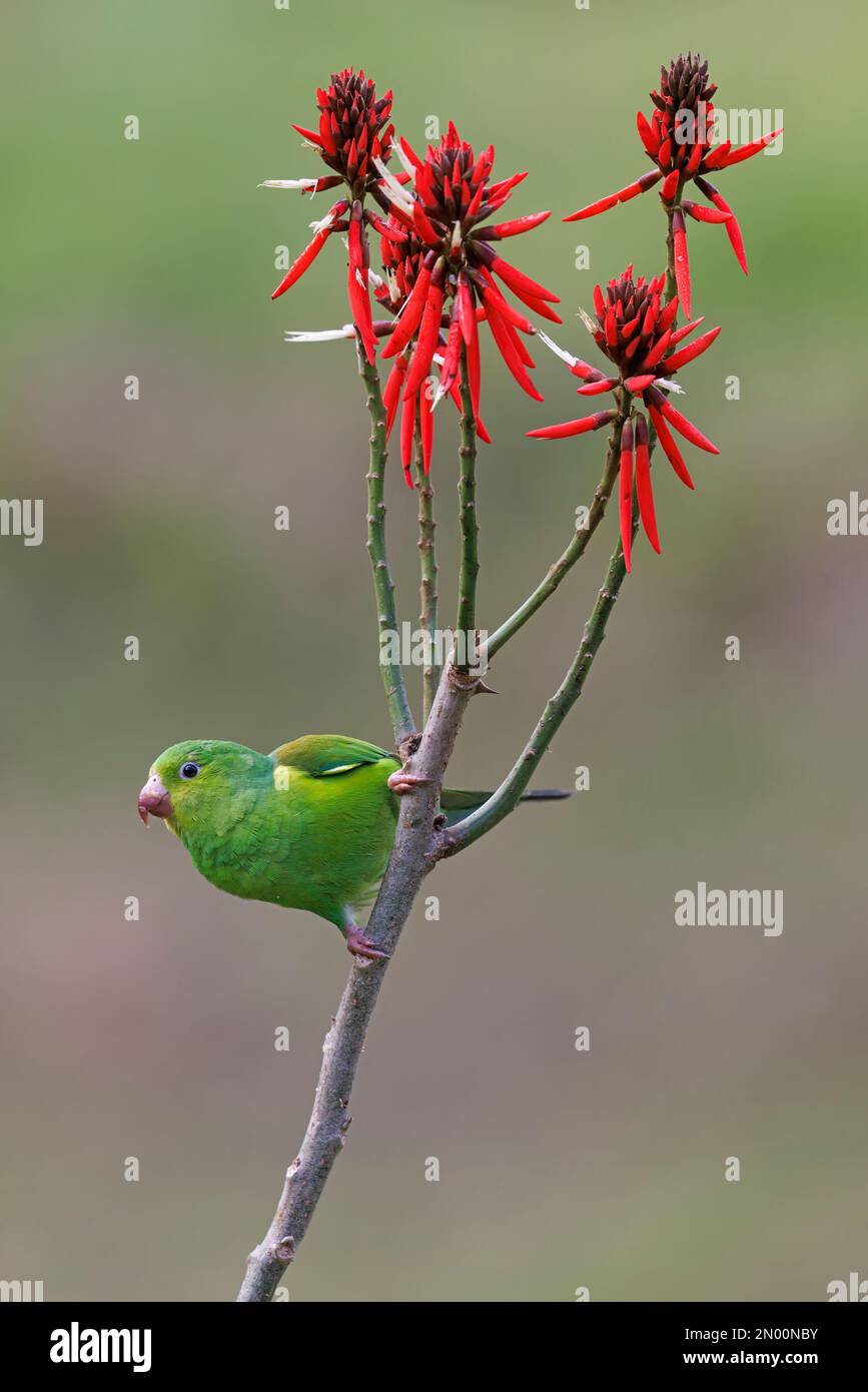 Plain parakeet, Trilha dos Tucanos, Tapirai, SP, Brazil, May 2019 Stock Photo
