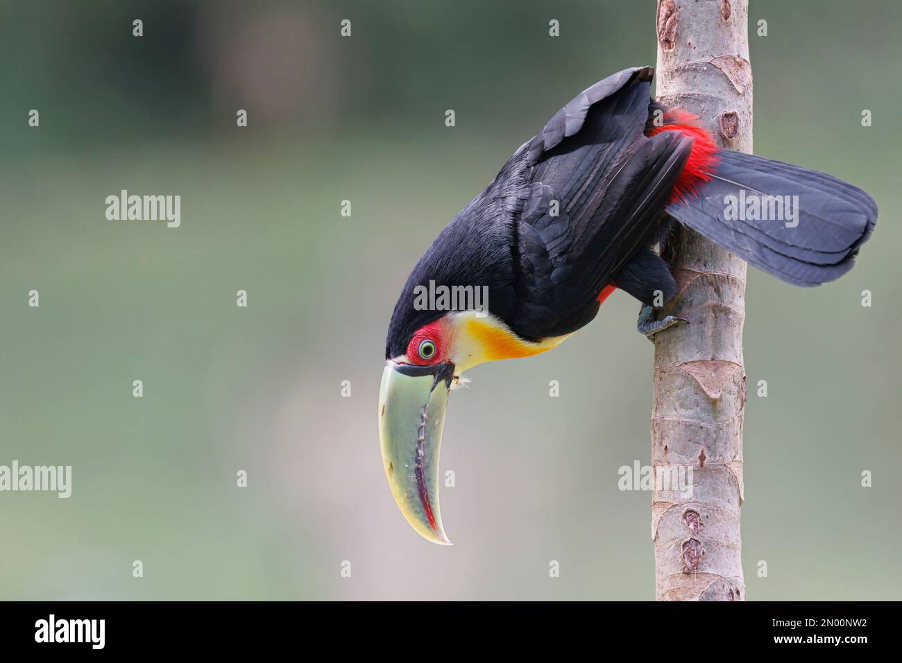 Green-billed Toucan, Trilha dos Tucanos, Tapiraì, SP, Brazil, August 2022 Stock Photo