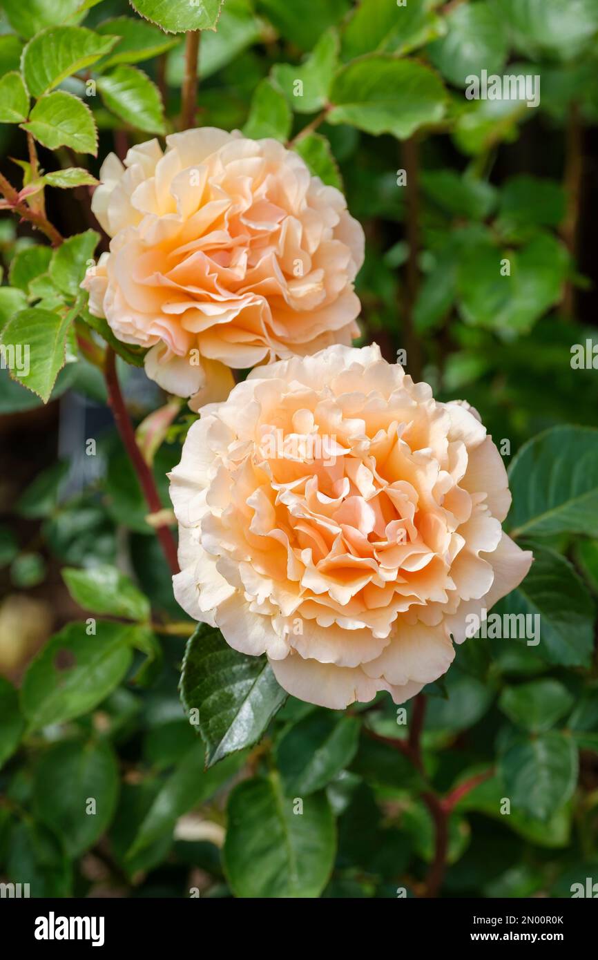 Rosa Welwyn Garden Glory, Rose Welwyn Garden Glory, Hybrid Tea, double, apricot to orange flowers Stock Photo