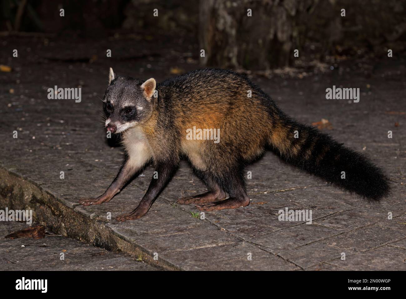 Crab-eating raccoon, Trilha dos Tucanos, Tapiraì, SP, Brazil, August ...