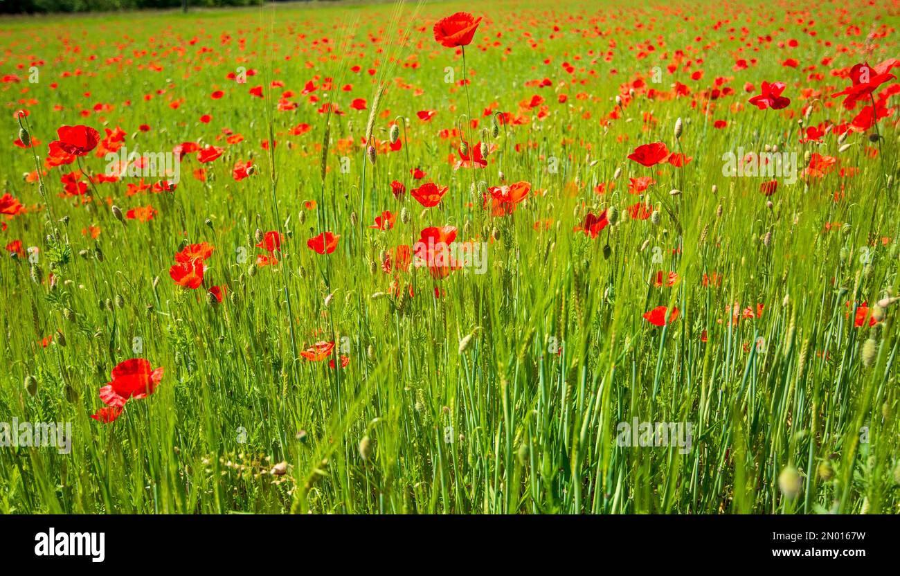 Beautiful yellow alpine poppies hi-res stock photography and images - Alamy