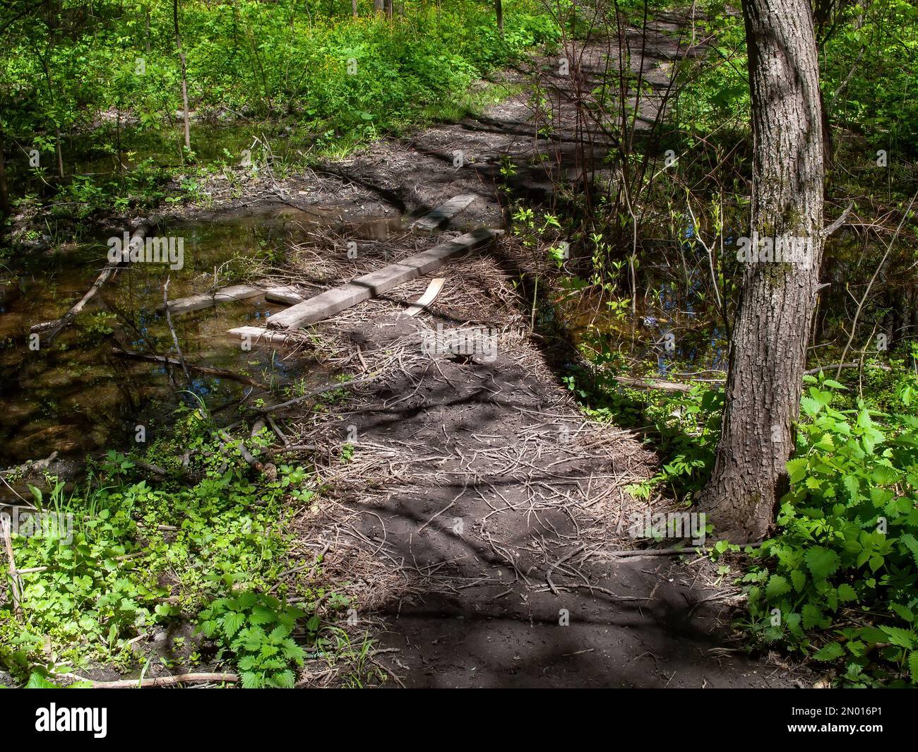 planks lie in a stream in the woods, in the spring Stock Photo