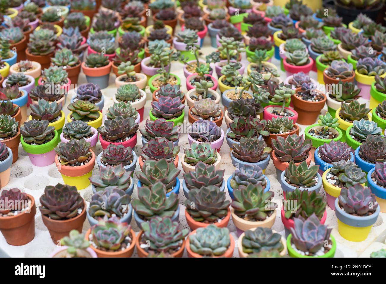 Many potted succulents of Echeveria elegans, Echeveria, Sedum,Graptopetalum (leatherpetal) at a flower market Stock Photo