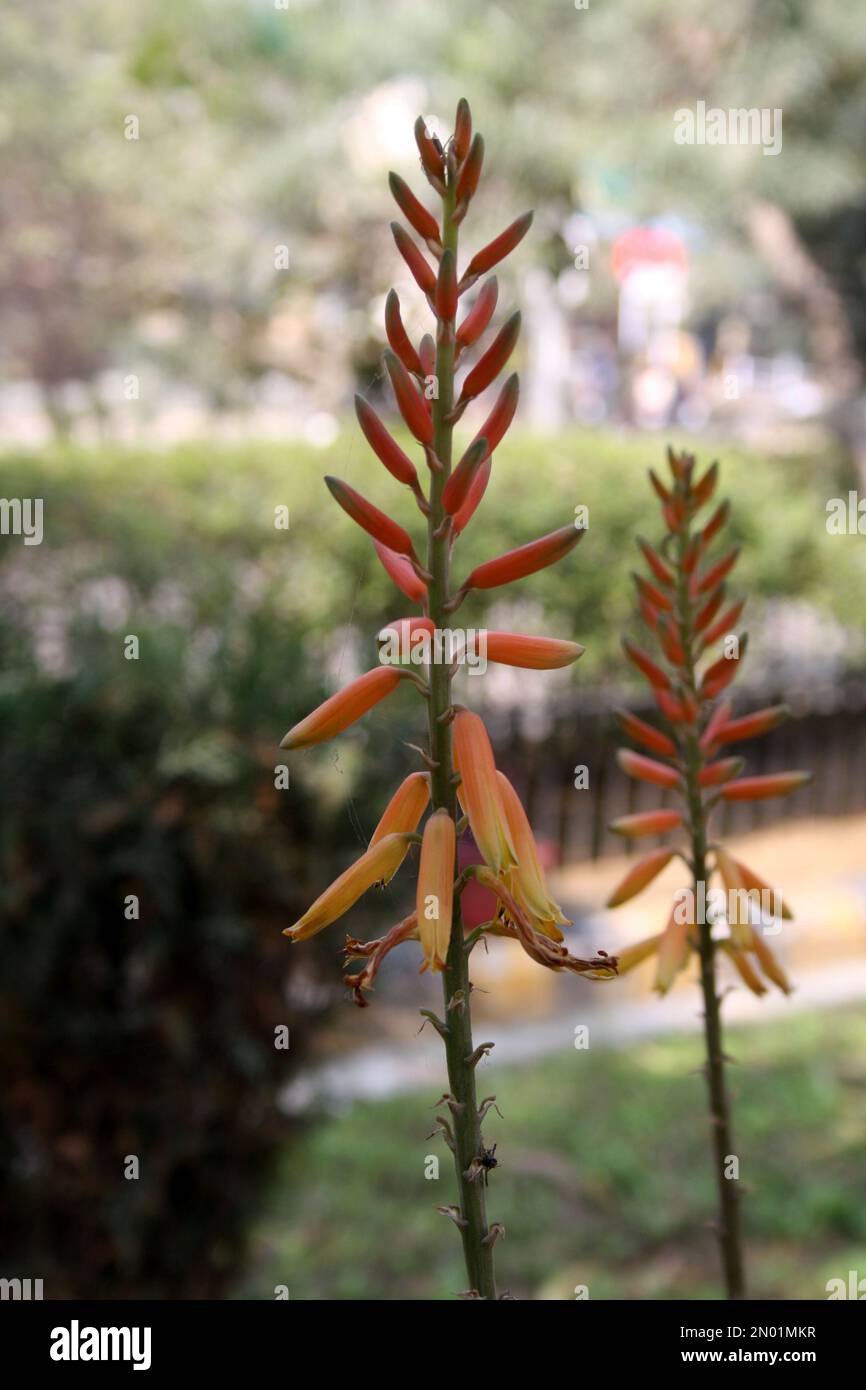 Inflorescence of Aloe vera in bloom : (pix Sanjiv Shukla) Stock Photo