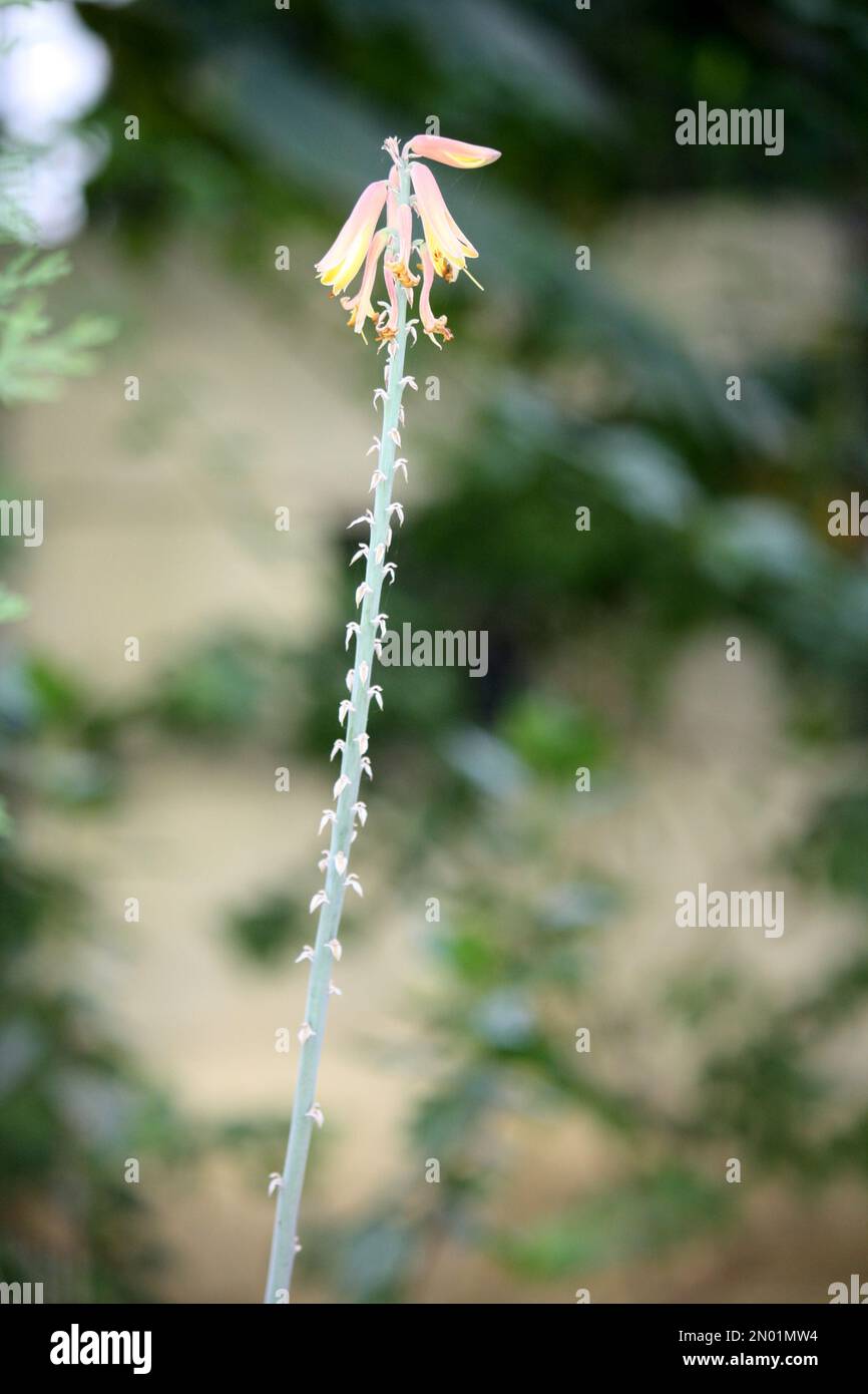 Inflorescence of Aloe vera in bloom : (pix Sanjiv Shukla) Stock Photo