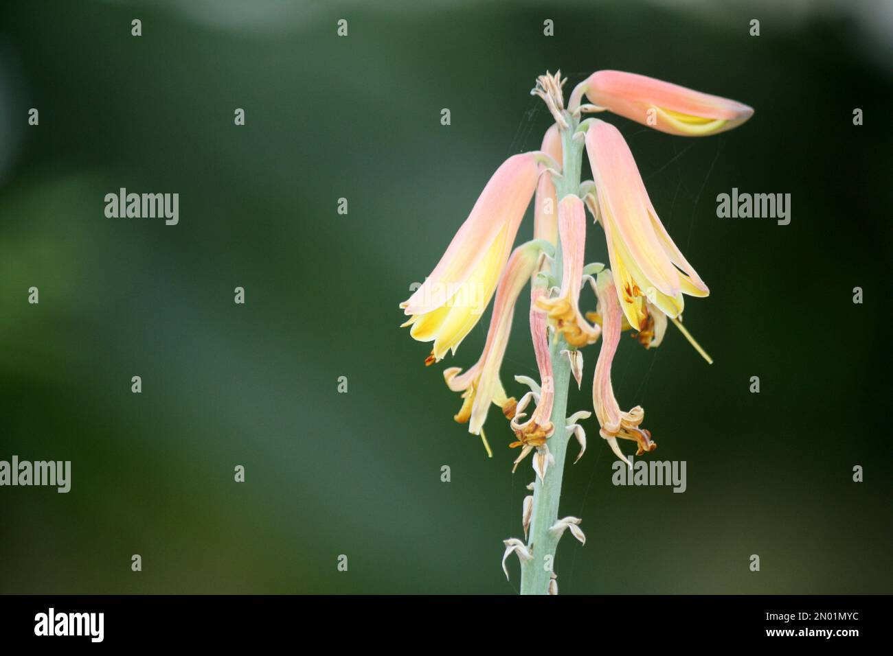 Inflorescence of Aloe vera in bloom : (pix Sanjiv Shukla) Stock Photo