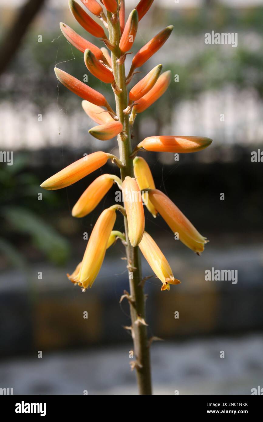 Inflorescence of Aloe vera in bloom : (pix Sanjiv Shukla) Stock Photo