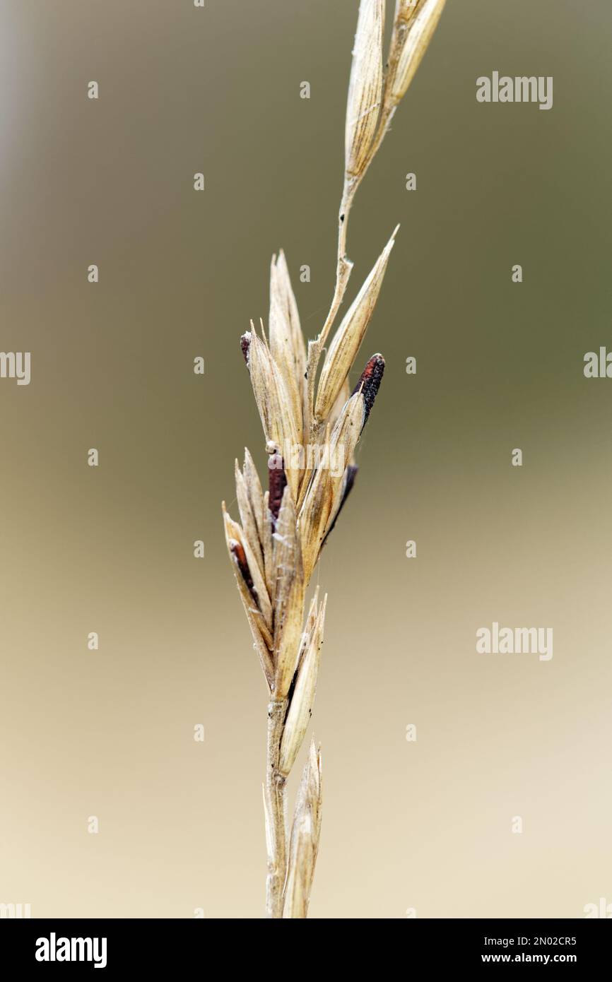 Rye ergot fungus (Claviceps purpurea) growing on wild grass Stock Photo