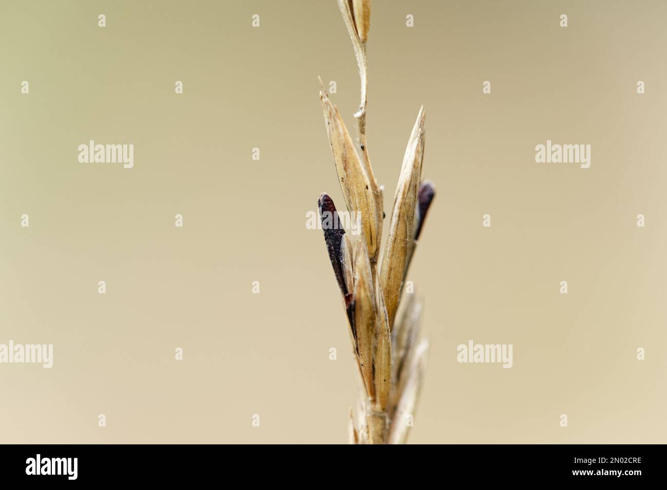 Rye ergot fungus (Claviceps purpurea) growing on wild grass Stock Photo