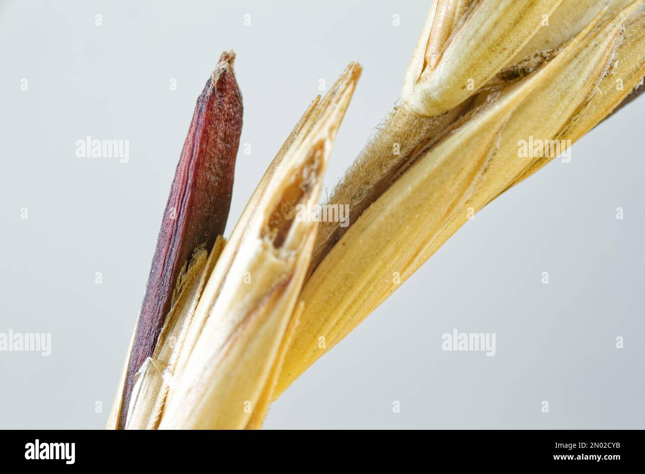 Rye ergot fungus (Claviceps purpurea) growing on wild grass Stock Photo Alamy