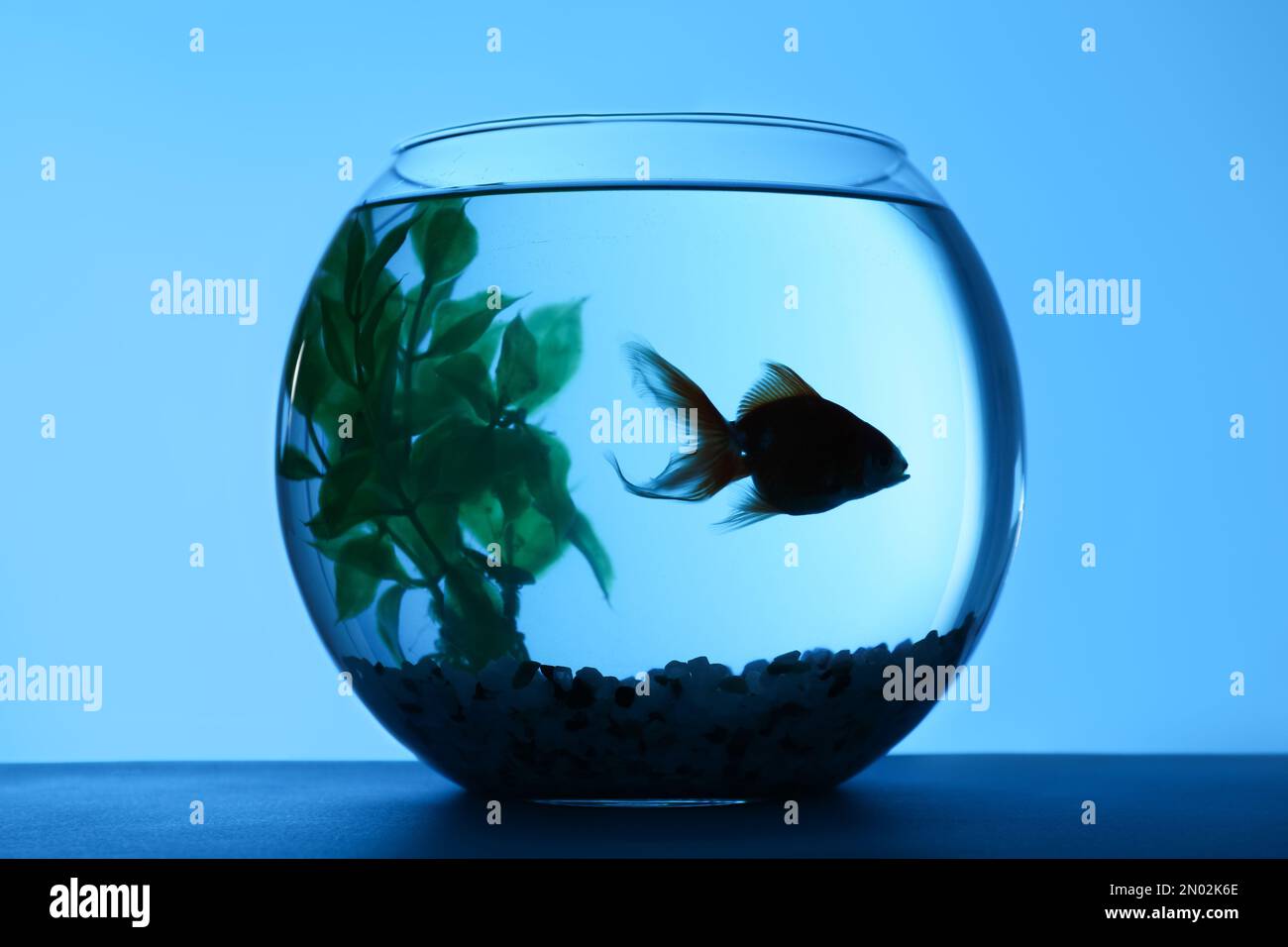 Black moor goldfish cheap in a bowl