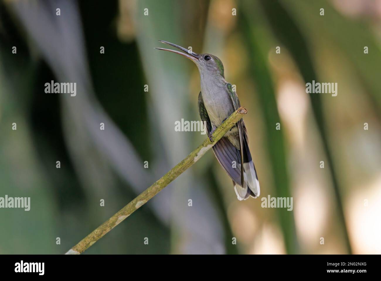 Gray-breasted Sabrewing, Ramal do Pau Rosa, Amazonas, Brazil, August ...