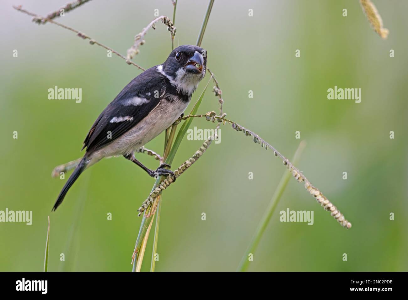 Wing-barred Seedeater, Ramal do Pau Rosa, Amazonas, Brazil, August 2022 ...
