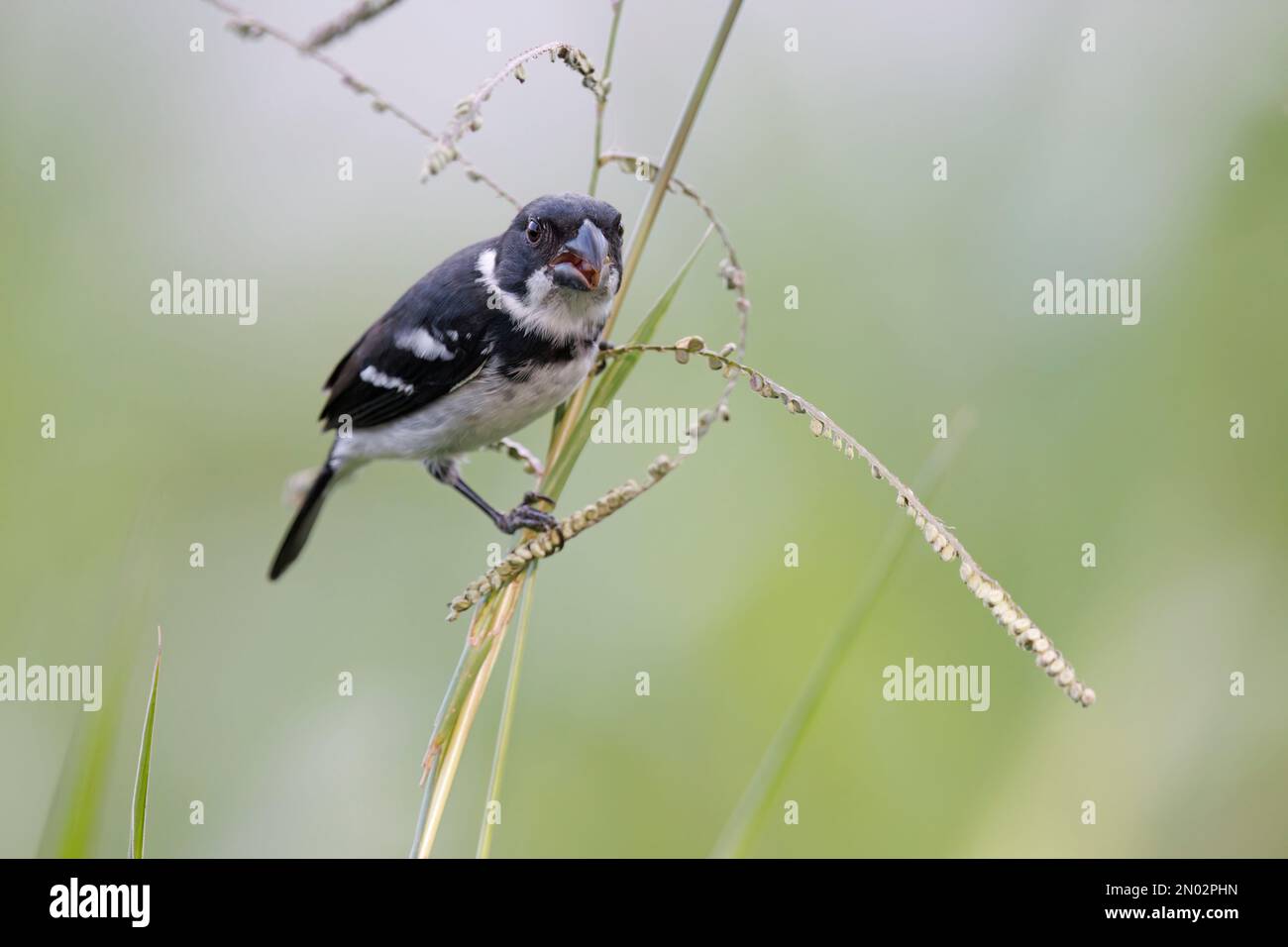 Wing-barred Seedeater, Ramal do Pau Rosa, Amazonas, Brazil, August 2022 ...