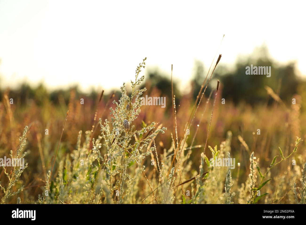 Beautiful plants with water drops outdoors in morning Stock Photo