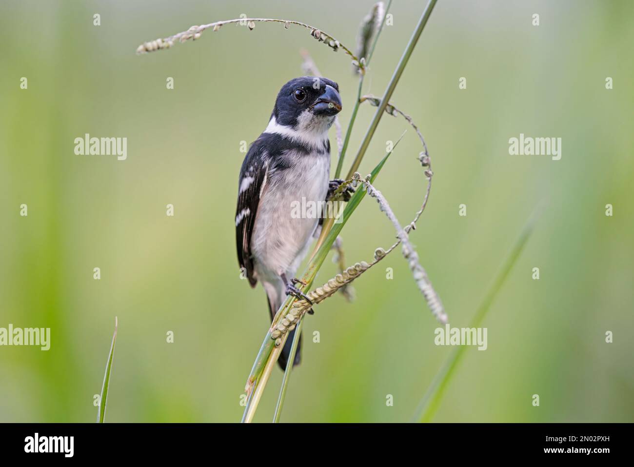 Wing-barred Seedeater, Ramal do Pau Rosa, Amazonas, Brazil, August 2022 ...