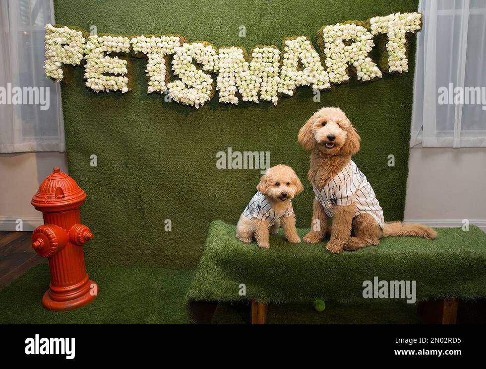 IMAGE DISTRIBUTED FOR PETSMART INC. In this image released on Wednesday March 16 2016 Sibling pups Charlie and Sawyer stars of the Instagram account puppynamedcharlie prepare for spring with PetSmart ...