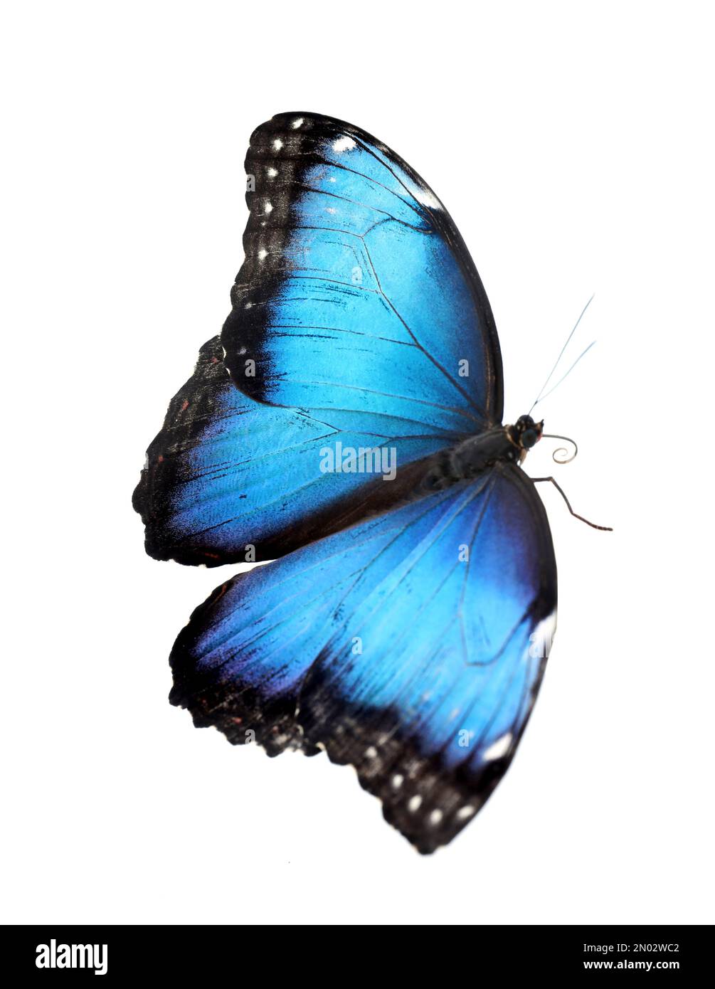 Beautiful common morpho butterfly isolated on white Stock Photo - Alamy