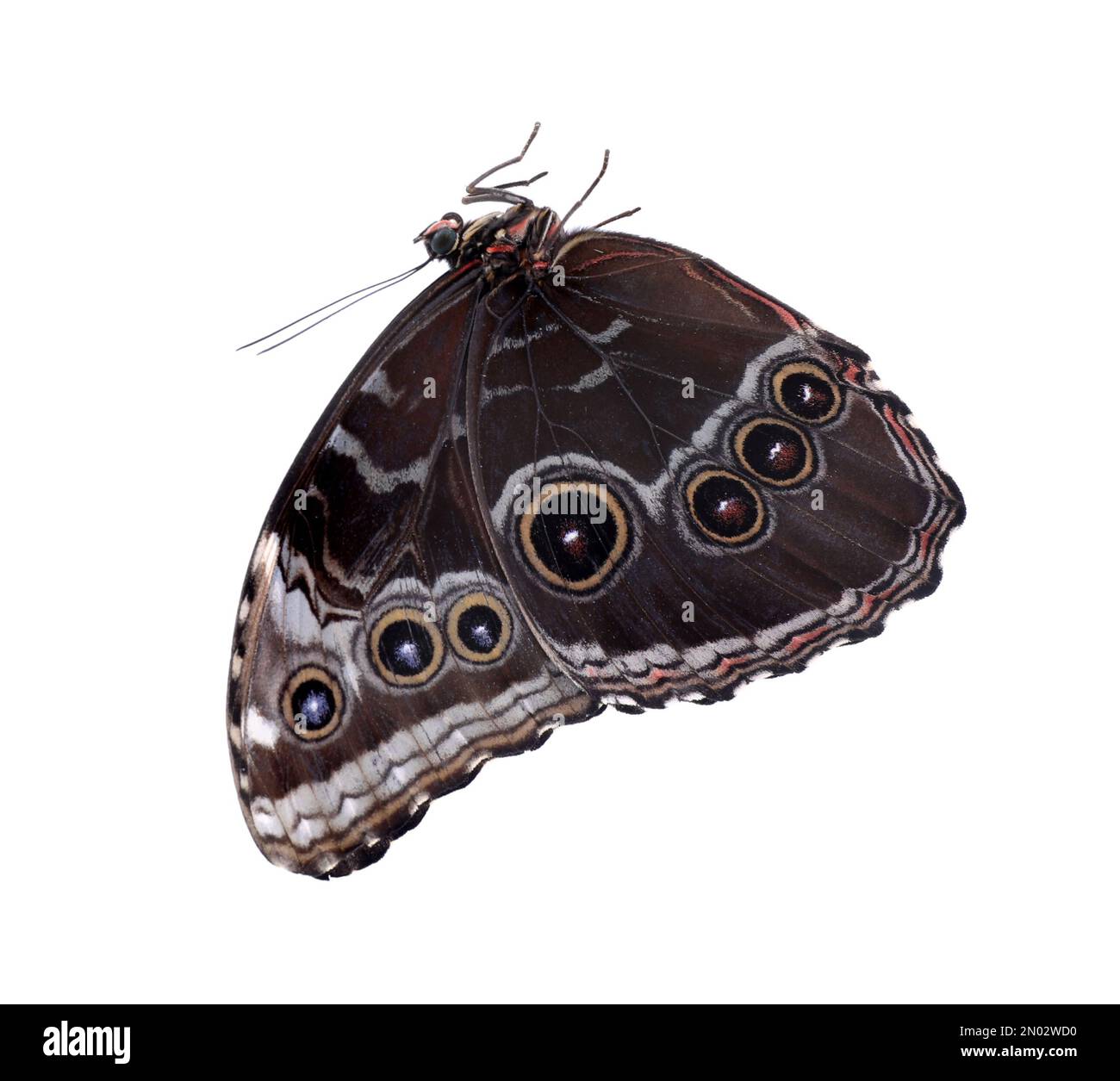 Beautiful common morpho butterfly isolated on white Stock Photo - Alamy