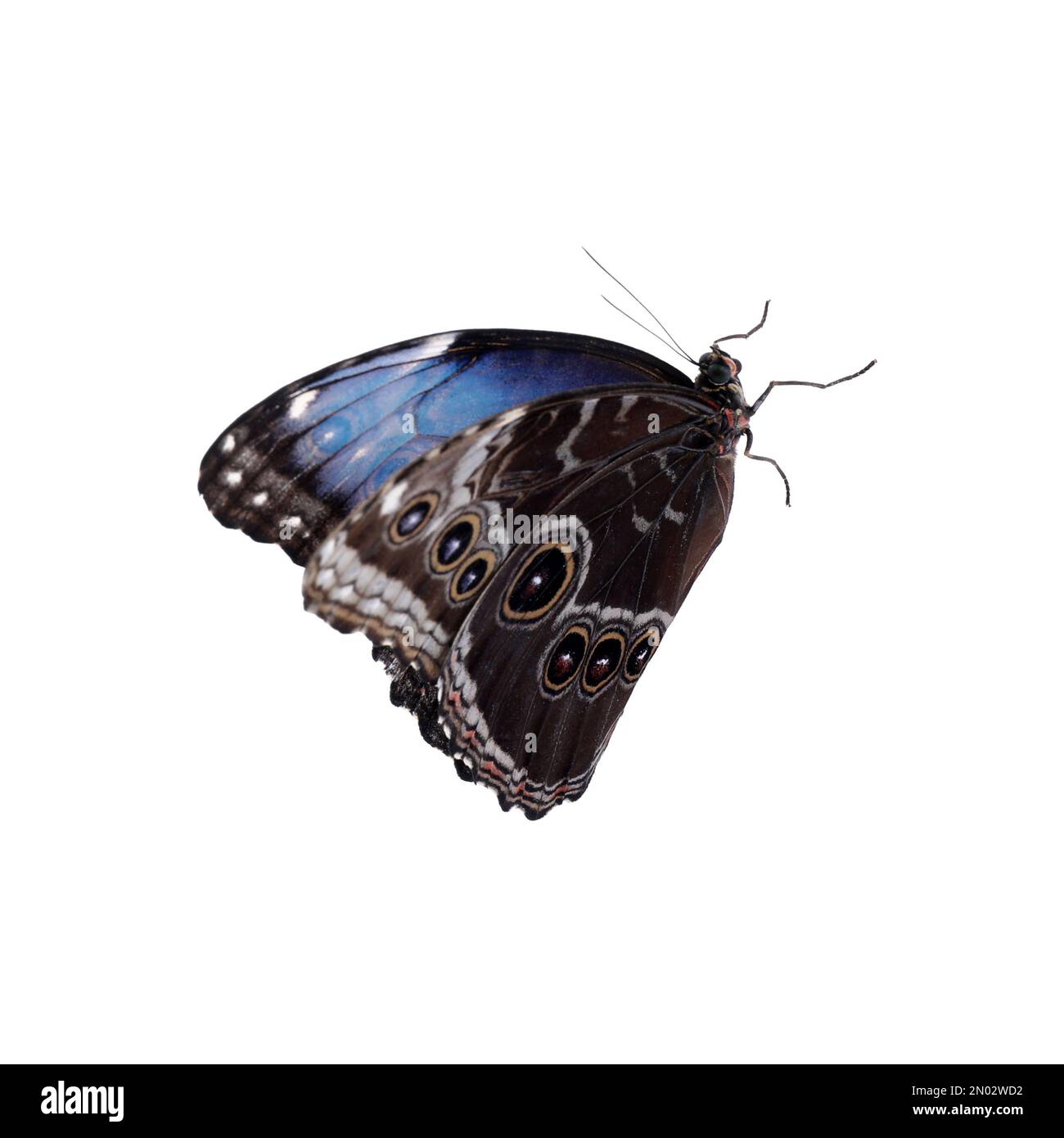 Beautiful common morpho butterfly isolated on white Stock Photo - Alamy